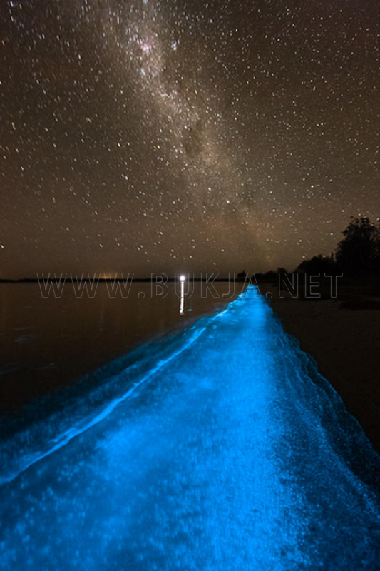bioluminescence4
