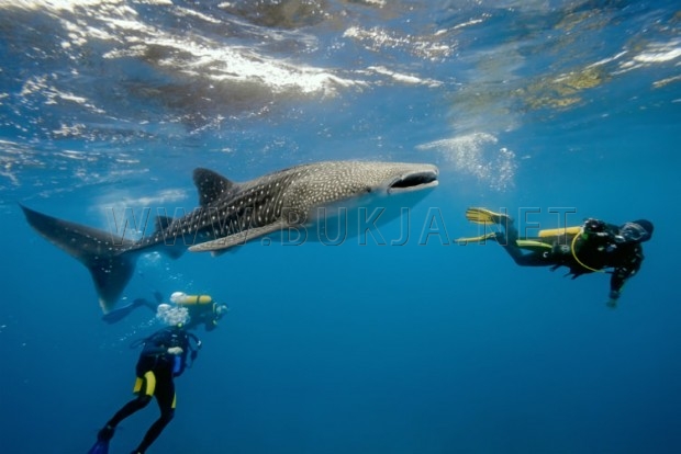 26-صورة-ستجعلك-ترغب-بزيارة-جزر-الملديف-ممارسة-الغطس-في-المحيط-والسباحة-مع-سمك-القرش